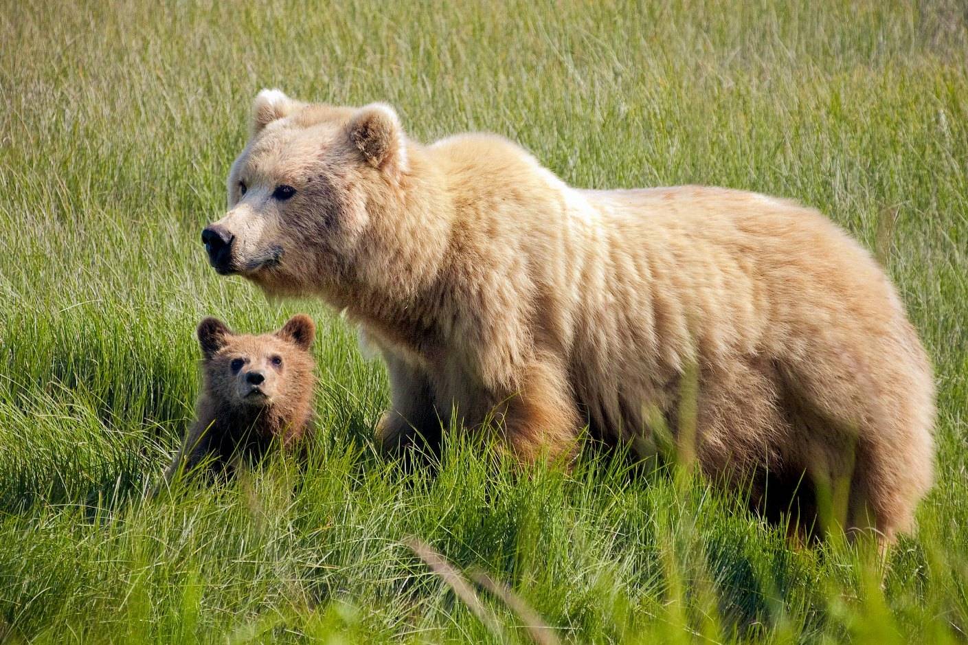 Alaska Bears Gallery
