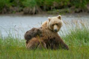 brown bear interaction