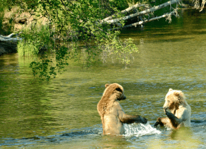 brooks-river-bears-sparring