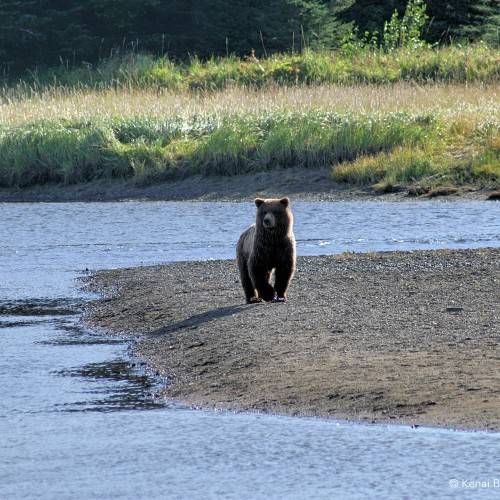 bears-and-beaches-backpacking-7