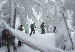 alaska snowshoeing adventures