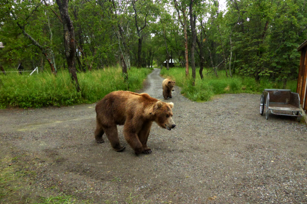 Alaska Brown Bear Information