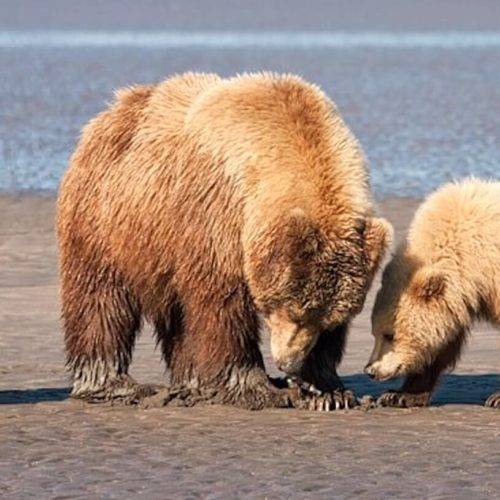 Bears and Beaches Backpacking Alaska