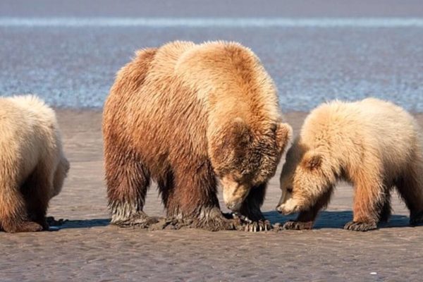 Alaska Bears Backpacking Adventure - Lake Clark National Park