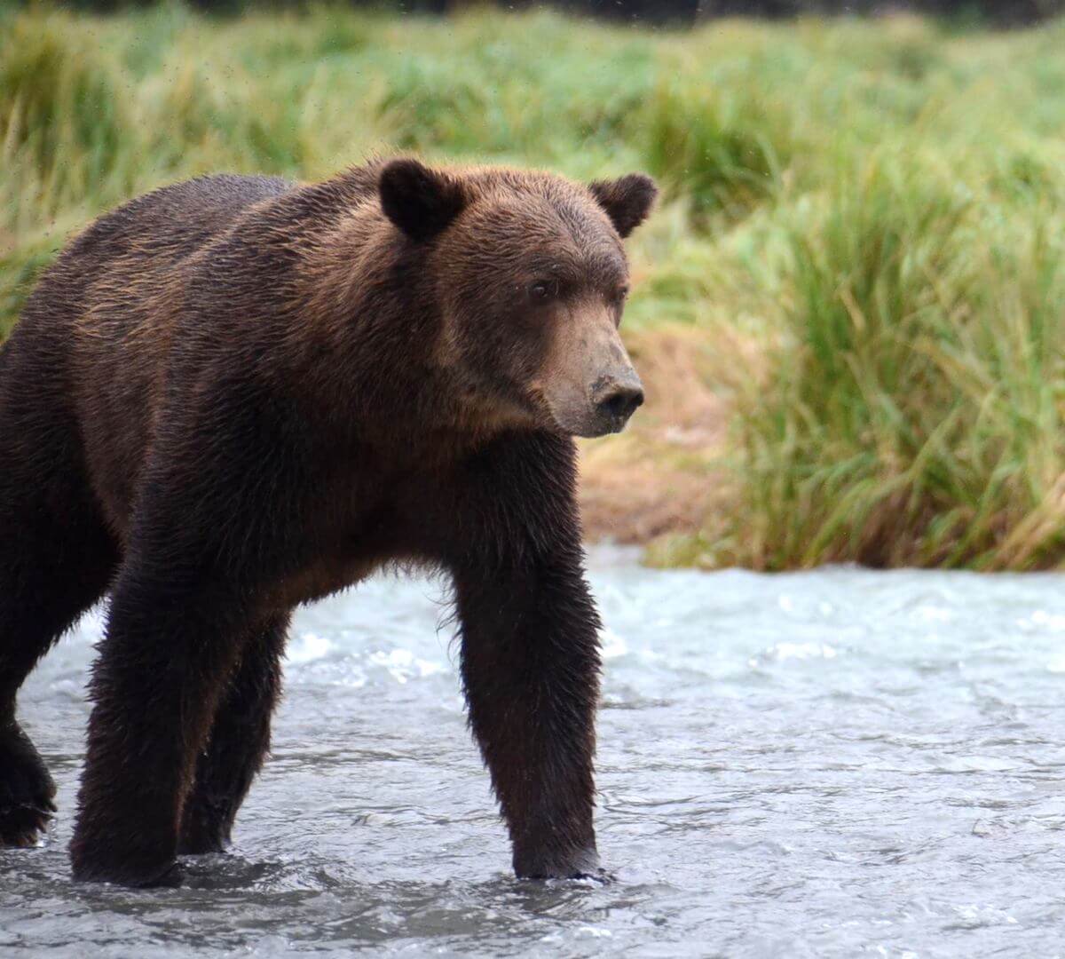 Bear Guard Services Alaska