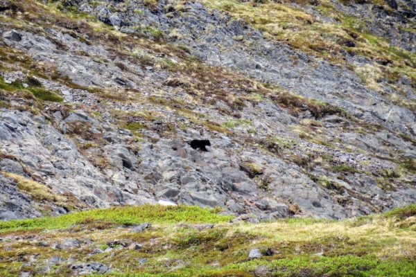 Kenai Mountains and Glaciers Alaska Backpacking-113 Kenai Mountains and Glaciers Alaska Backpacking-113