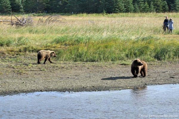 Alaska Bears Backpacking Adventure - Lake Clark National Park