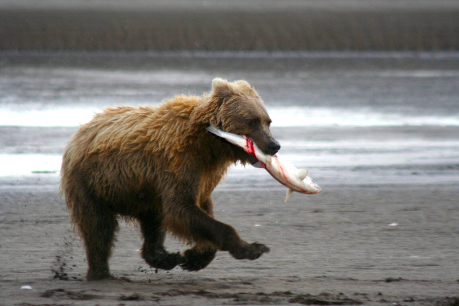 Fishing Bear - Bear Viewing Alaska Bear