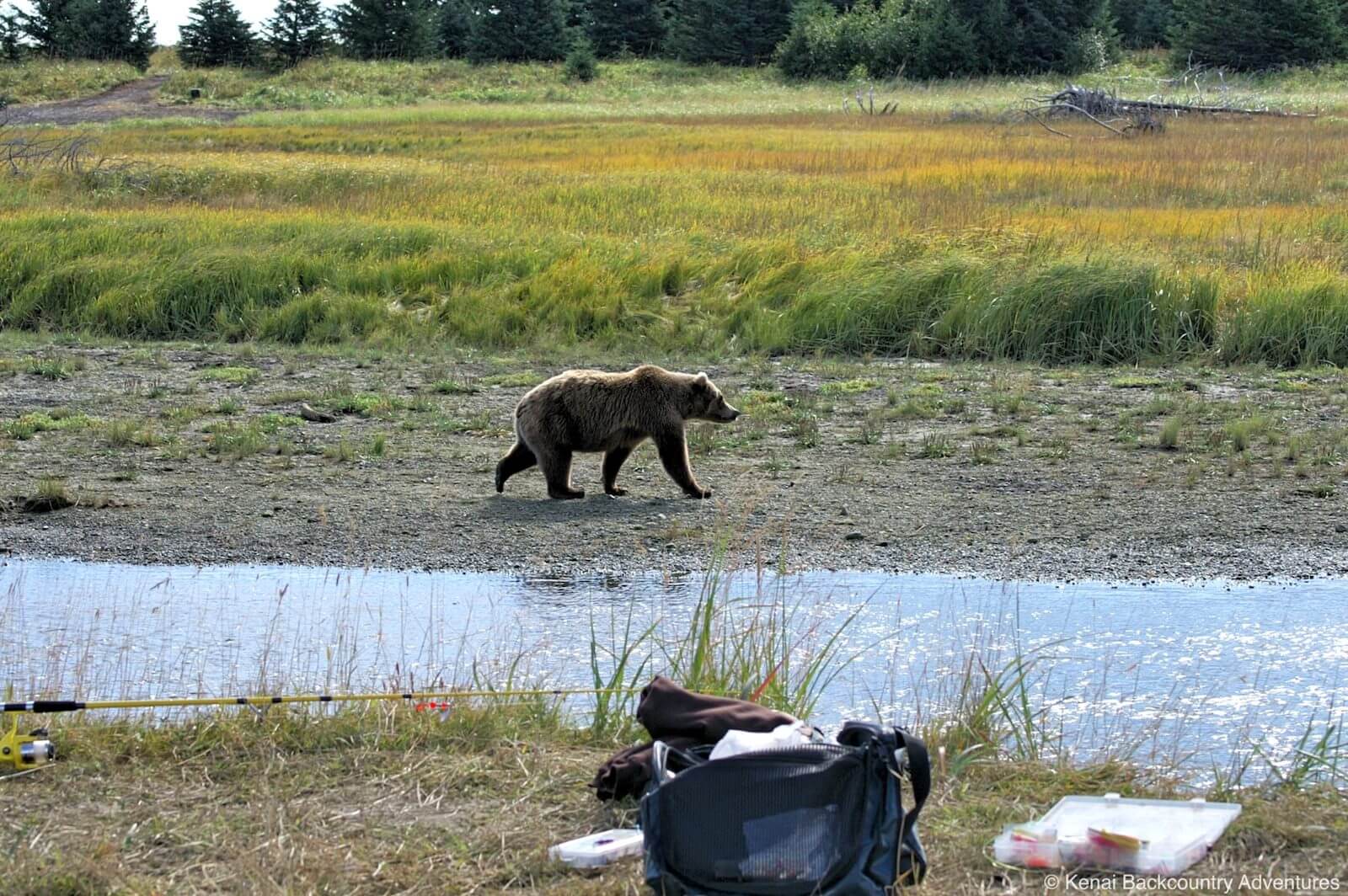 Bear Safety – Traveling in Alaska Bear Country