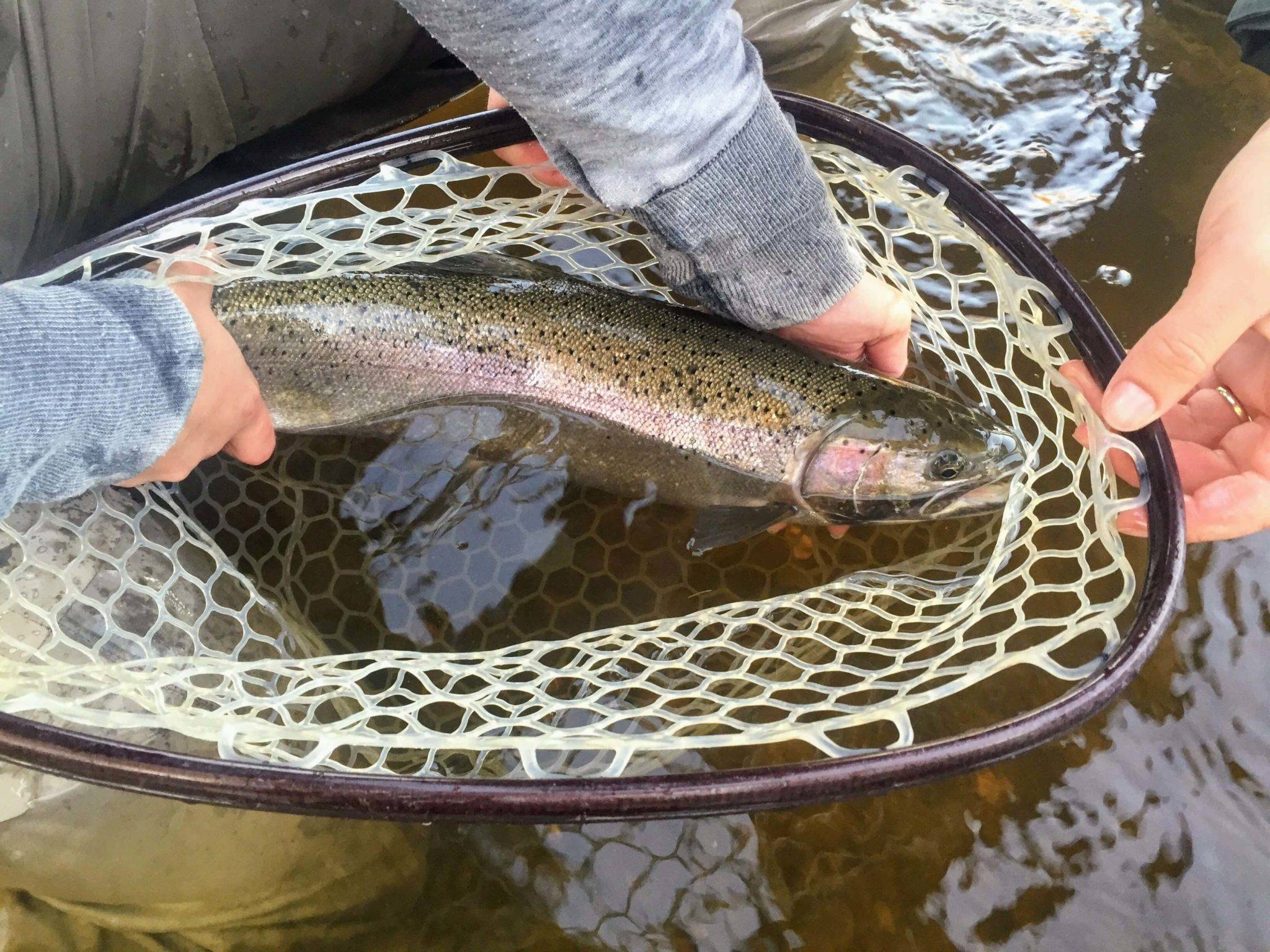 Fly Fishing Species Tips & Advice