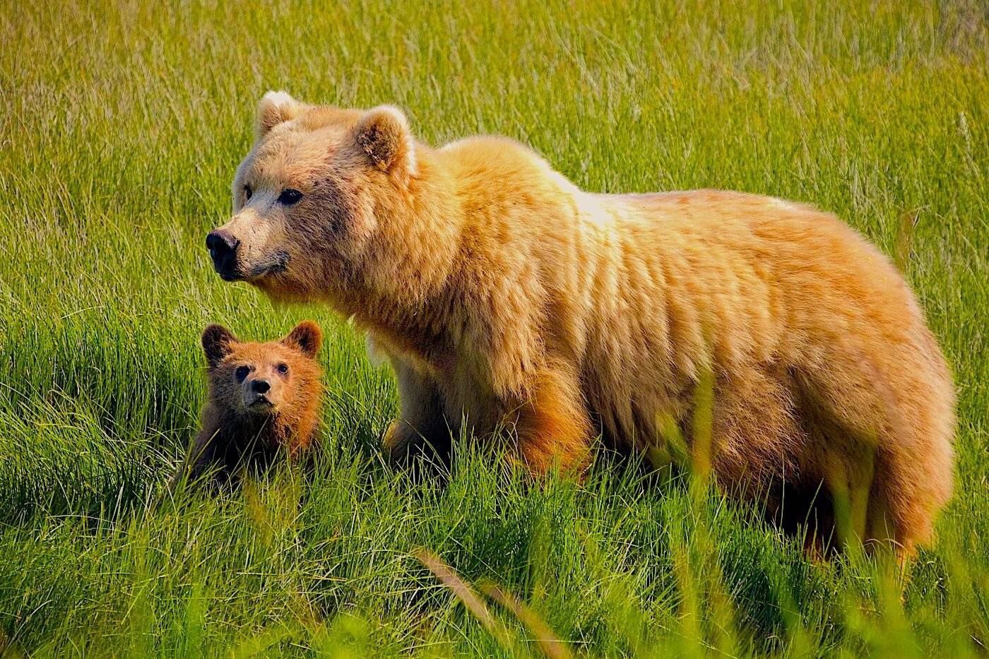 VIDEO: Alaska Bears Base Camp | Live with Alaska Brown Bears