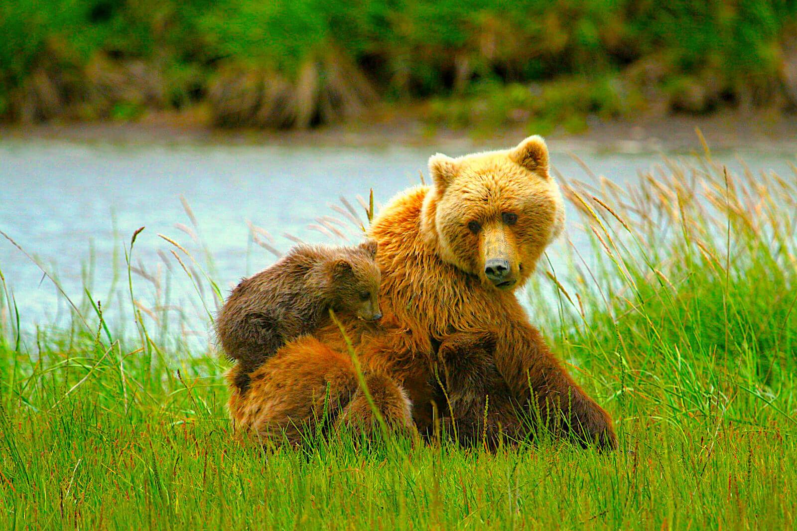 bear safari alaska