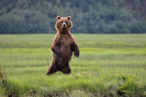 Alaska Wilderness Safety