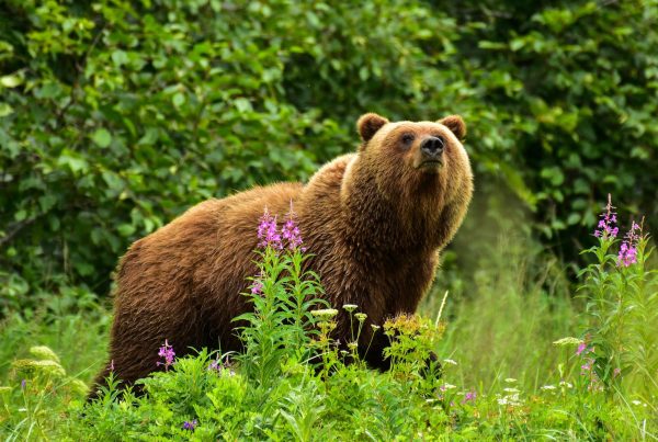 Alaska-Bear-Vewing-Adventure-01