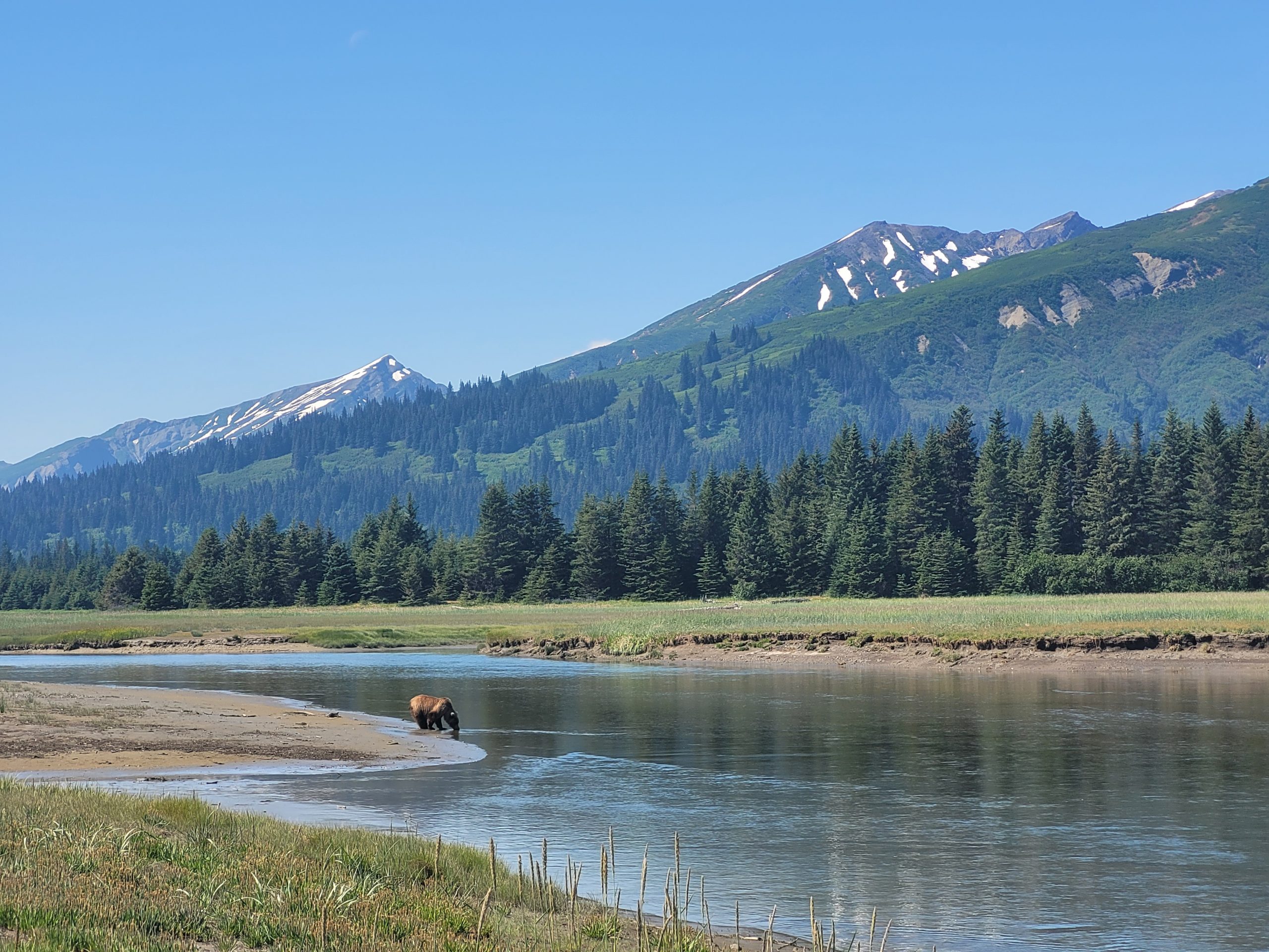 TRIP REPORT: Alaskan Bear Viewing Experience 6/22/22