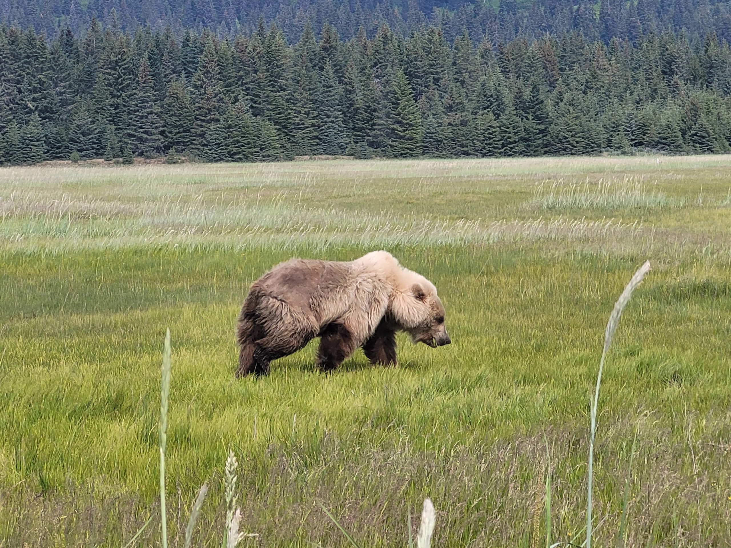 TRIP REPORT: 6/26/22 Alaskan Bear Viewing Experience