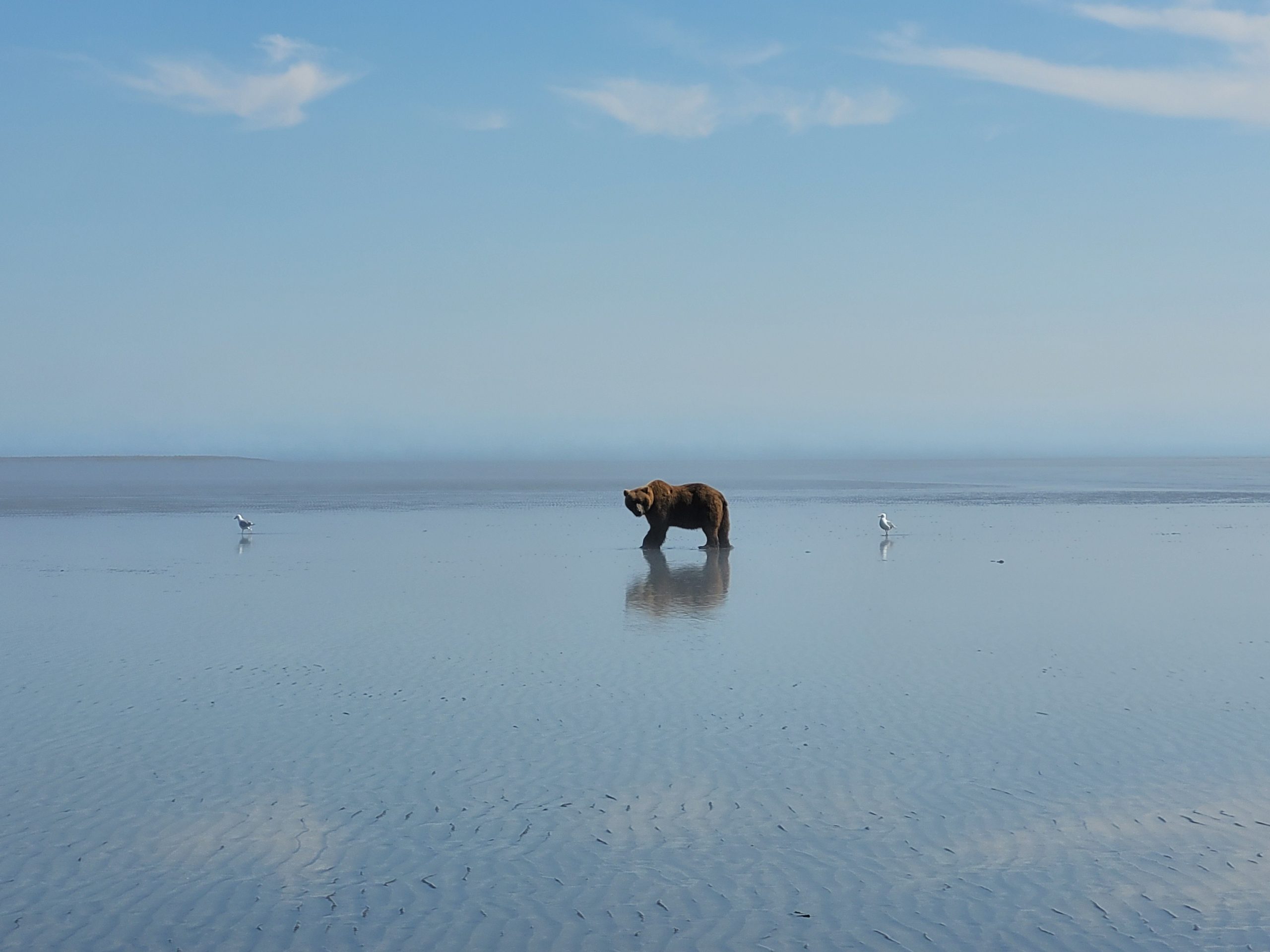 TRIP REPORT: 6/28/22 Alaskan Bear Viewing Experience