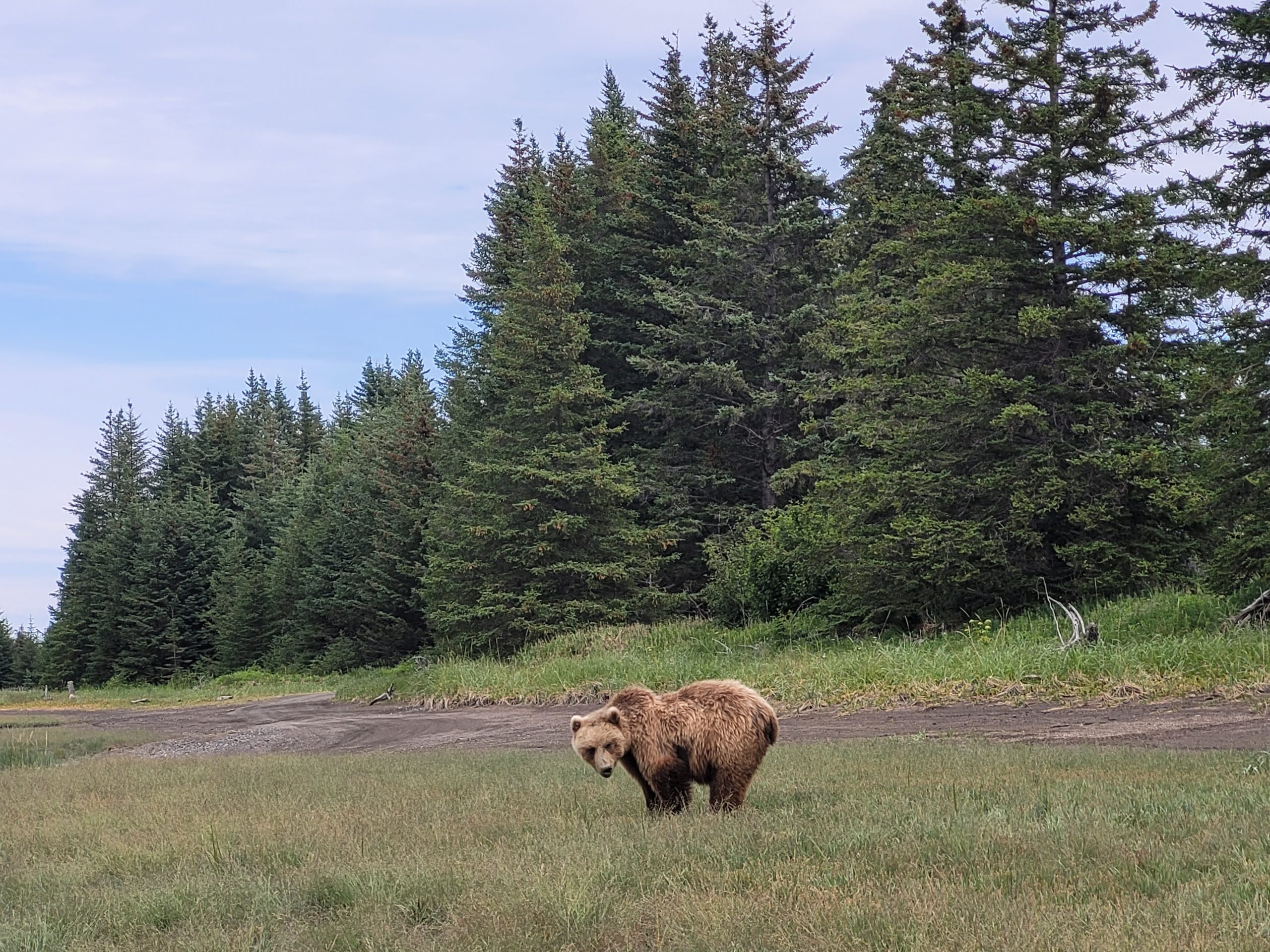 TRIP REPORT Alaska Bear Viewing Experience 7/10/22