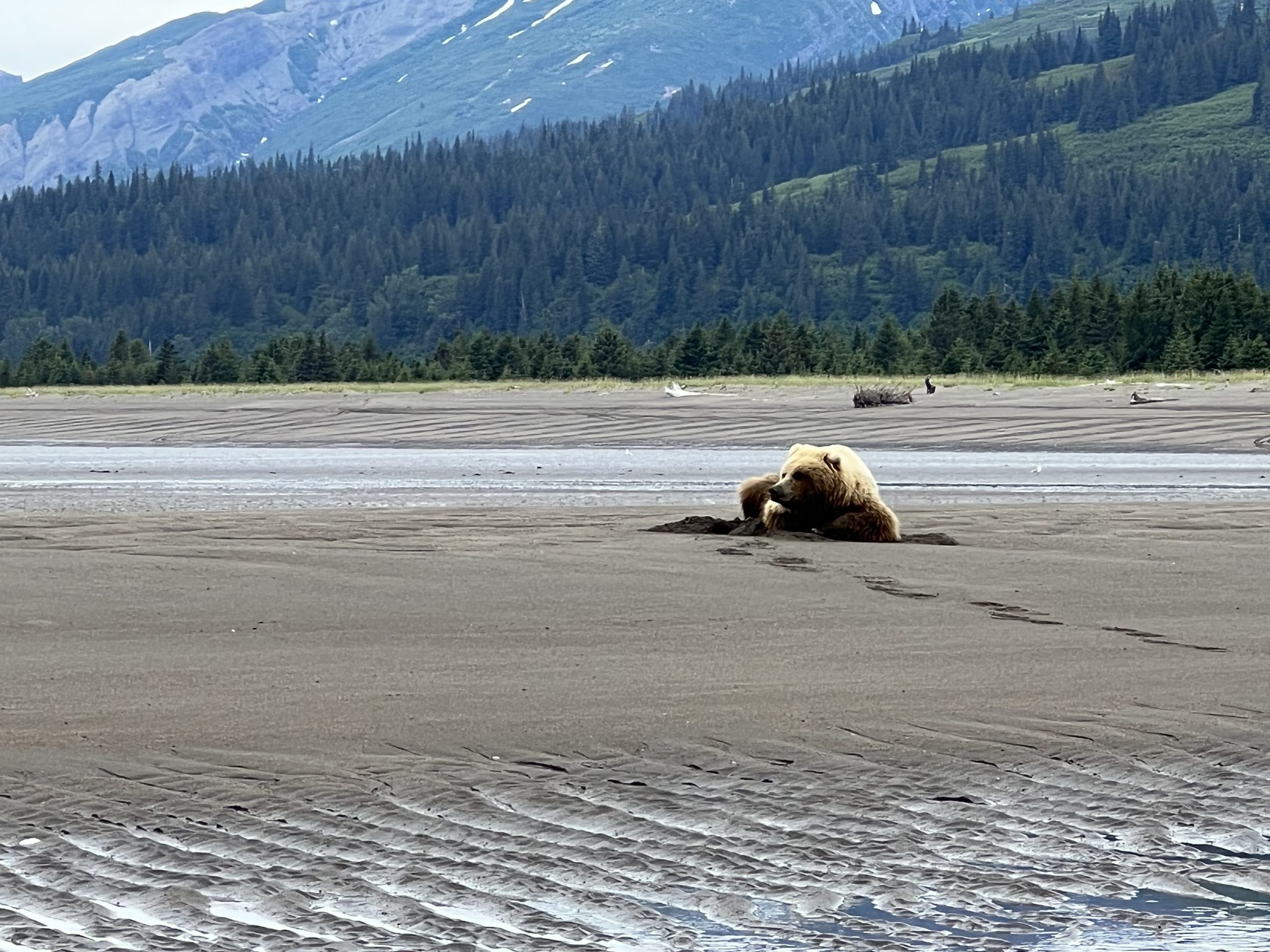 TRIP REPORT: Alaska Bear-Viewing Adventure; 7/3/2022