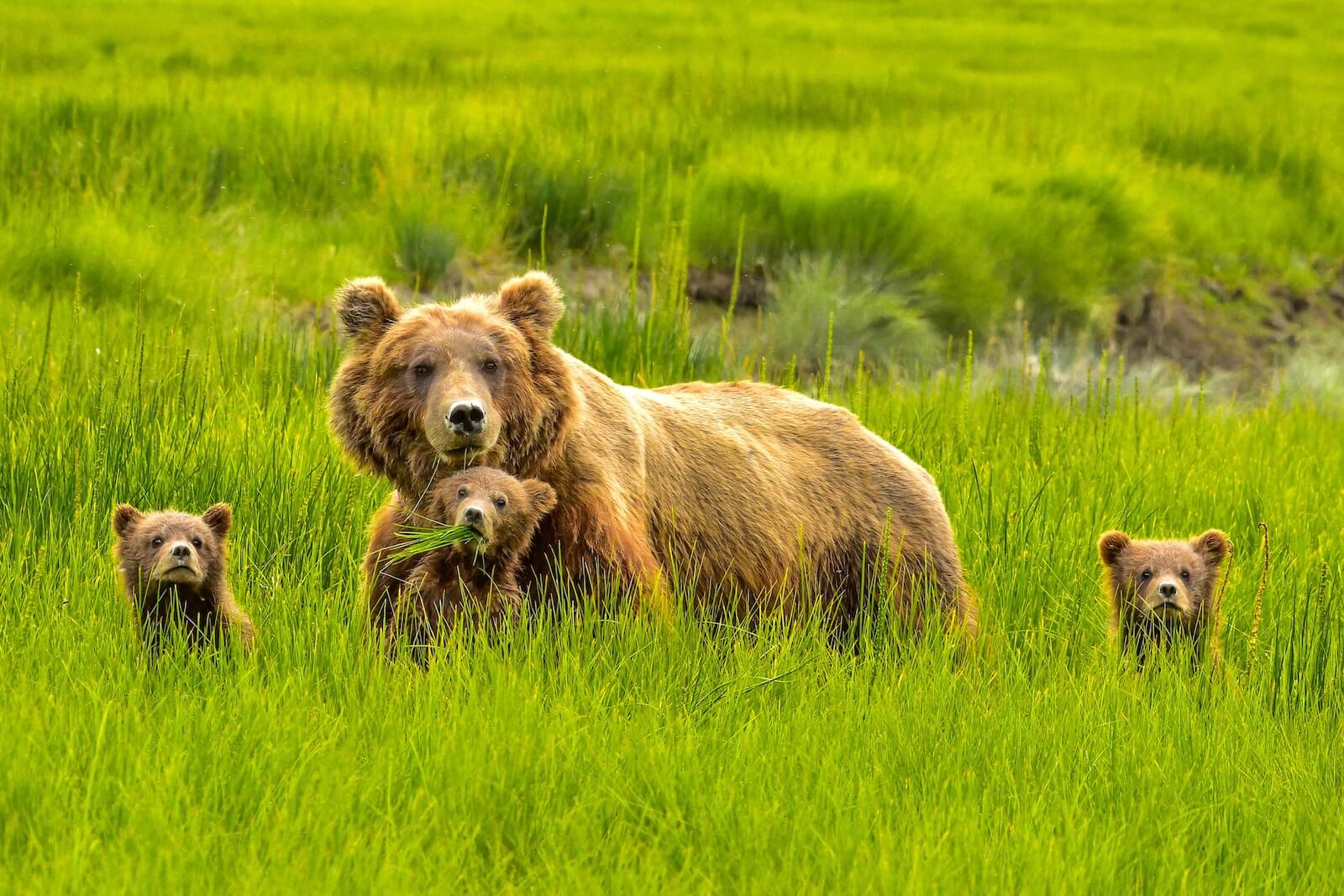 ALASKA BEAR VIEWING EXPERIENCE – KENAI BACKCOUNTRY ADVENTURES