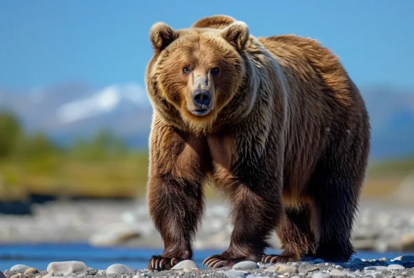 a dramatic close-up of a majestic alaska brown bear standing on a rocky riverbank, showcasing its thick fur and powerful stance as it surveys its rugged, glacier-strewn habitat under an expansive, blue sky.