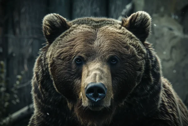 a dynamic urban photography studio showcases an imposing bear captured in stunning detail, with backdrop elements reminiscent of alaska's rugged terrains subtly integrated into the space, emphasizing the raw power and majesty of the subject.